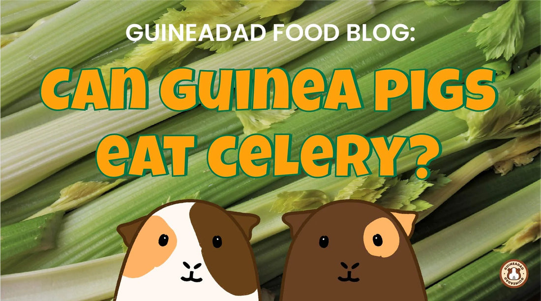 Can guinea pigs eat celery?