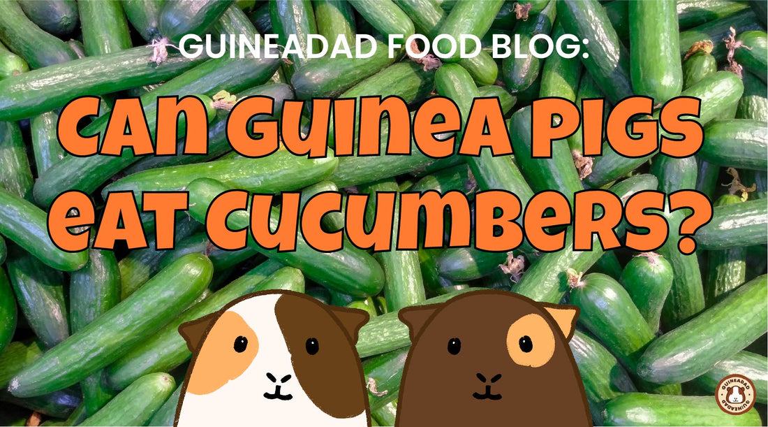 Can guinea pigs eat cucumbers?