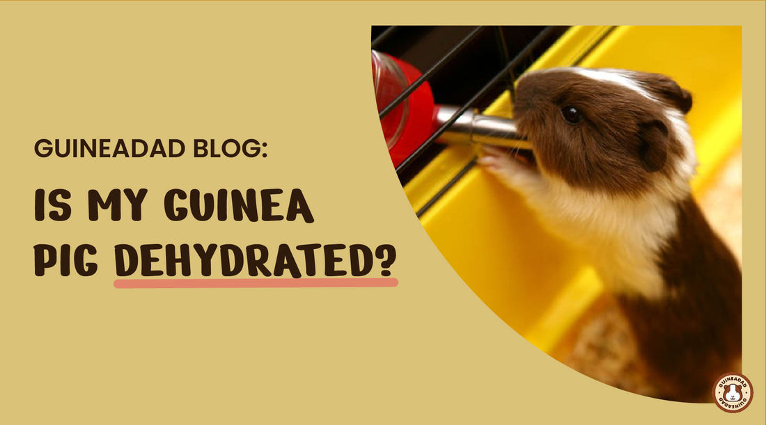 is my guinea pig dehydrated?