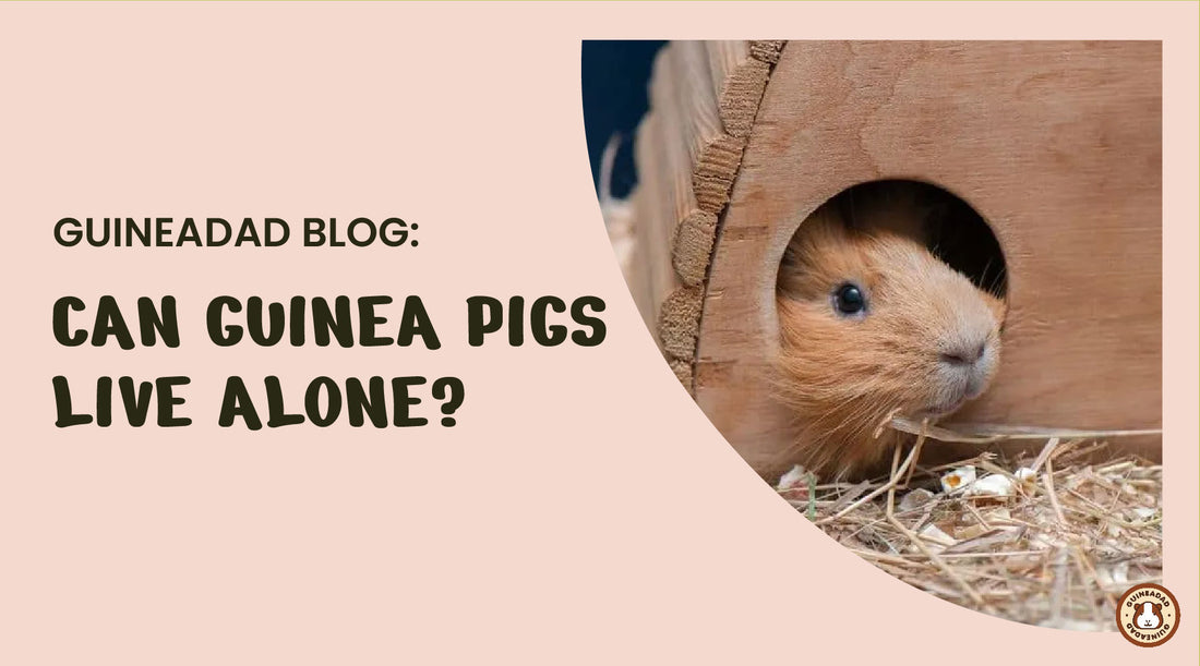 can guinea pigs live alone