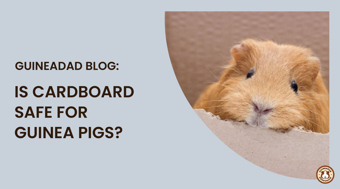 is cardboard safe for guinea pigs