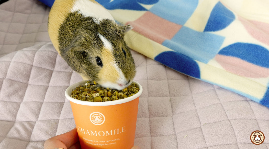 what causes diarrhea in guinea pigs?