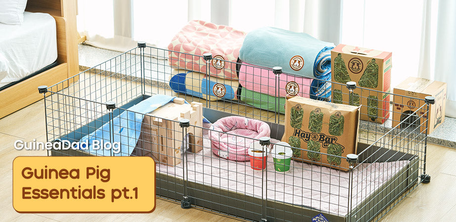Guinea Pig Essentials: What Do Guinea Pigs Need In Their Cage? Pt. 1