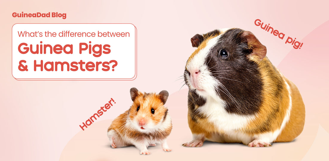 the key differences between guinea pigs and hamsters