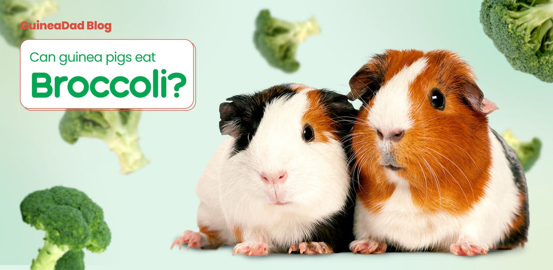 Can Guinea Pigs Eat Broccoli?