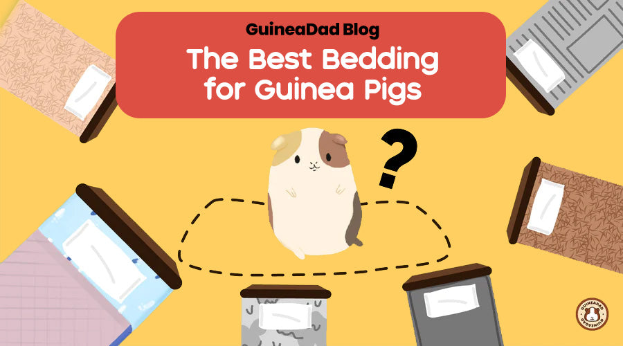 The Best Bedding for Guinea Pigs (2024 Update!) The Best Bedding for Guinea Pigs (2024 Update!)