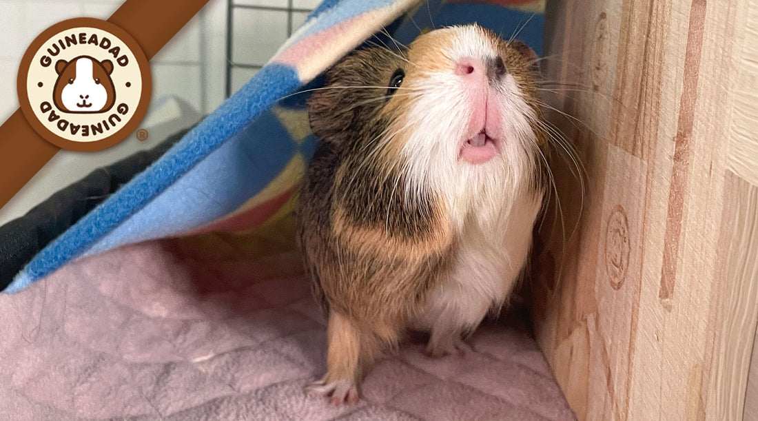 Cute guinea pig inside a Guinea Dad Premium Liner looking up with its teeth slightly visible, next to a GuineaDad Queen's Castle.