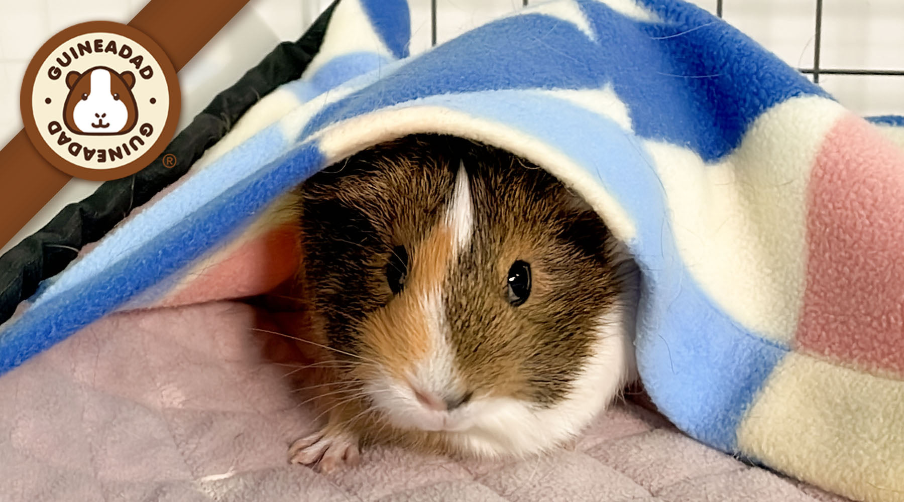 Unlocking Happiness: How a Simple Pocket Enhances Guinea Pig Lifespan Unlocking Happiness: How a Simple Pocket Enhances Guinea Pig Lifespan