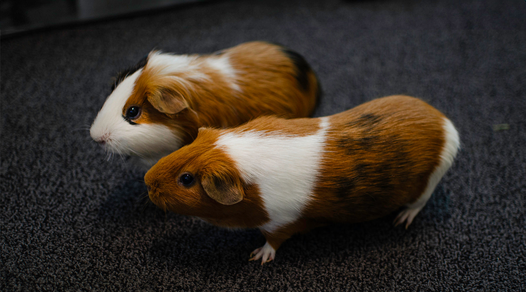 How We Started Our Guinea Pig Product Co – GuineaDad How We Started Our Guinea Pig Product Co – GuineaDad
