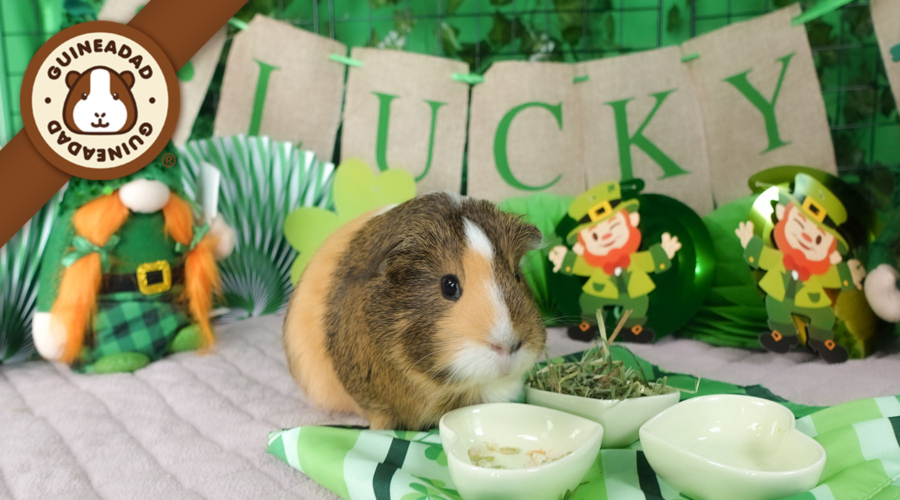Join St. Patrick’s Contest to Win 0 or Pet Supplies Join St. Patrick’s Contest to Win 0 or Pet Supplies