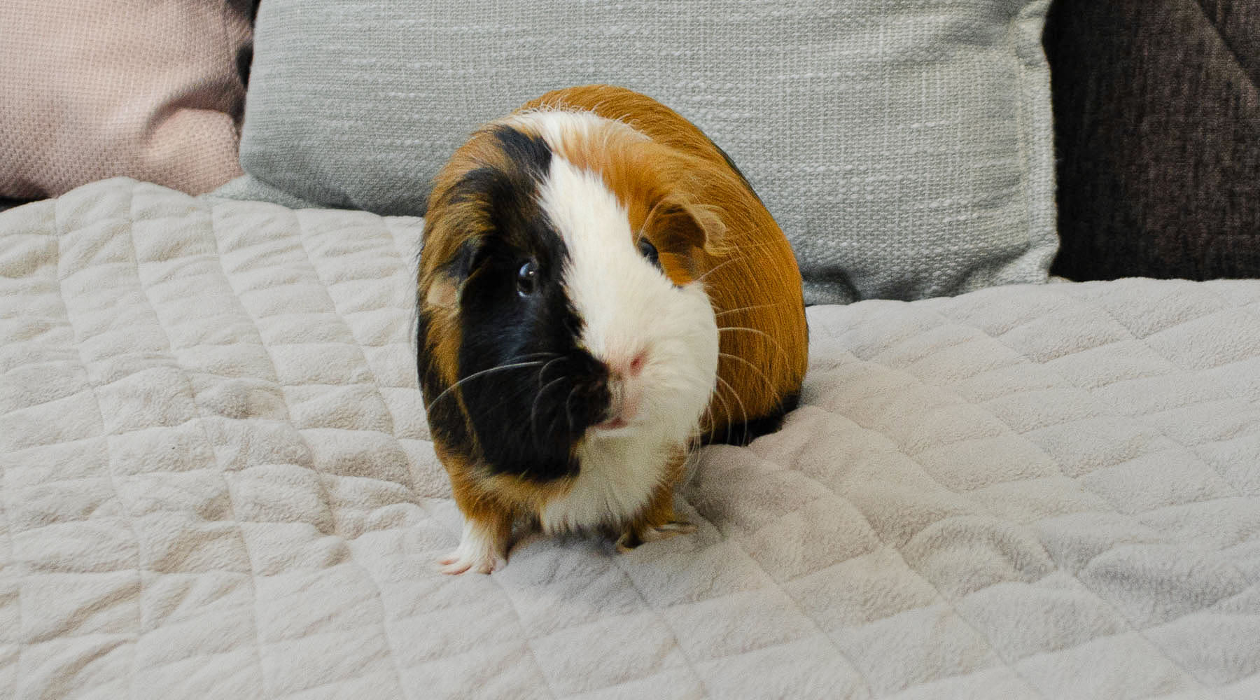 A Journey in Guinea Pig A Journey in Guinea Pig