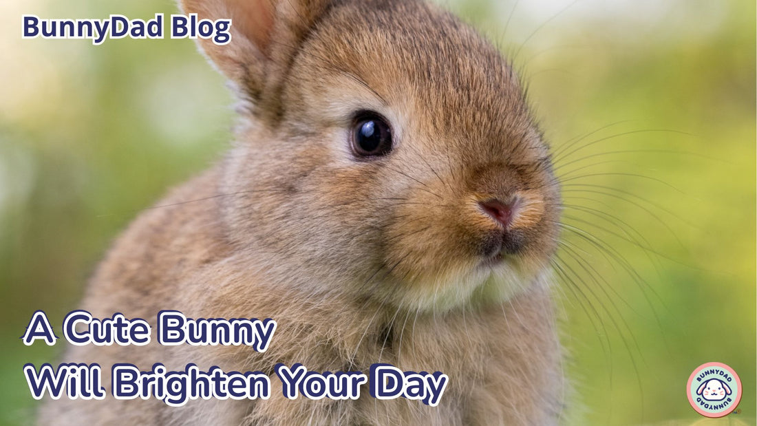 A Cute Bunny Will Brighten Your Day