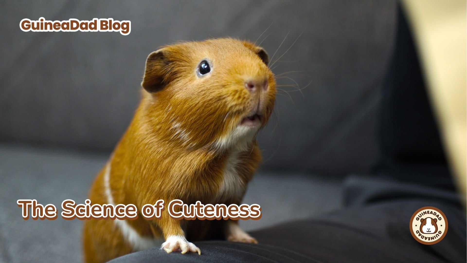 The Science of Cuteness – GuineaDad The Science of Cuteness – GuineaDad
