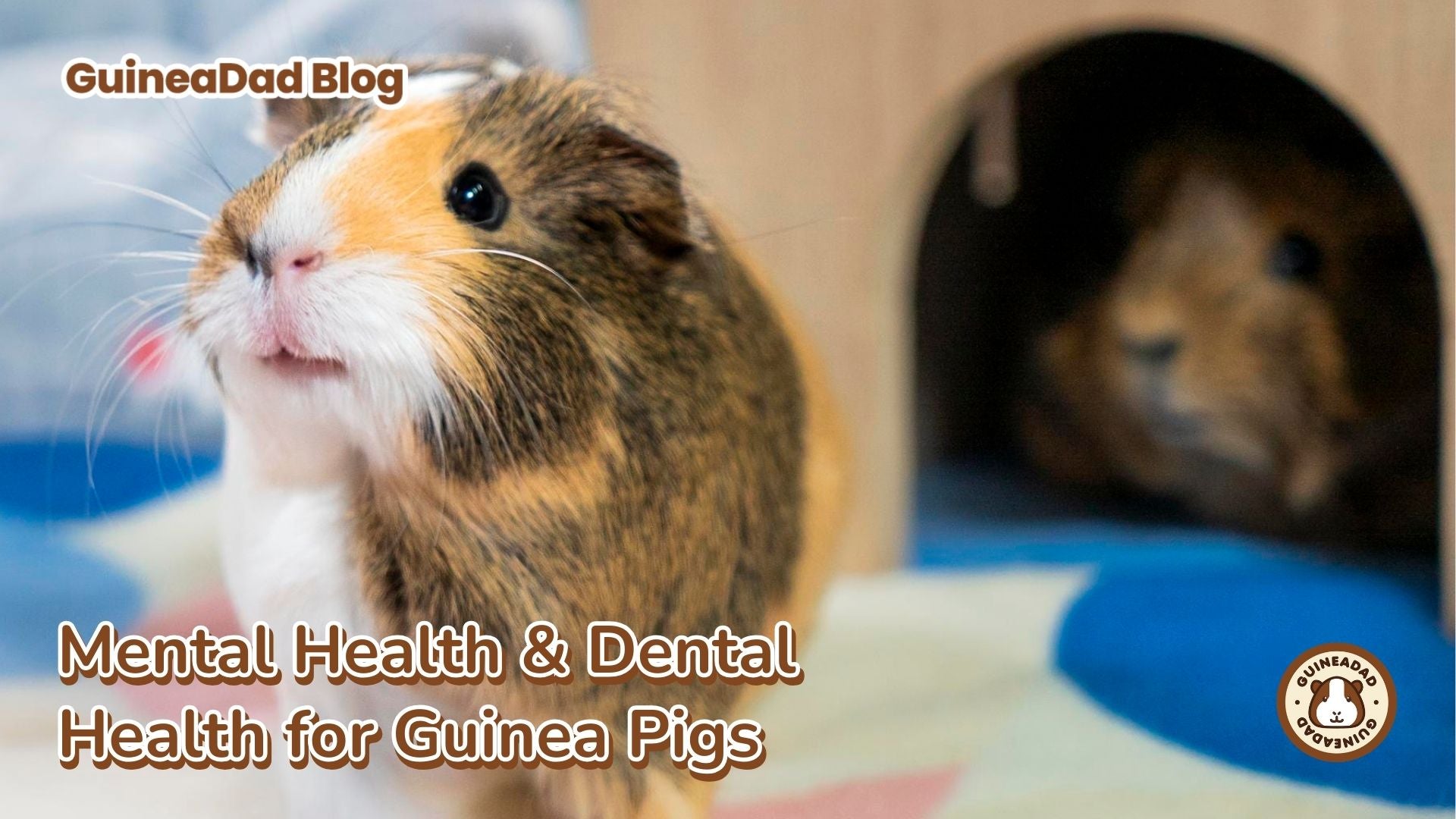 Mental Health & Dental Health for Guinea Pigs – GuineaDad Mental Health & Dental Health for Guinea Pigs – GuineaDad
