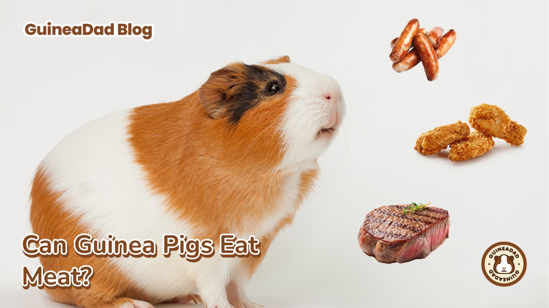 Can Guinea Pigs Eat Meat? – GuineaDad Can Guinea Pigs Eat Meat? – GuineaDad