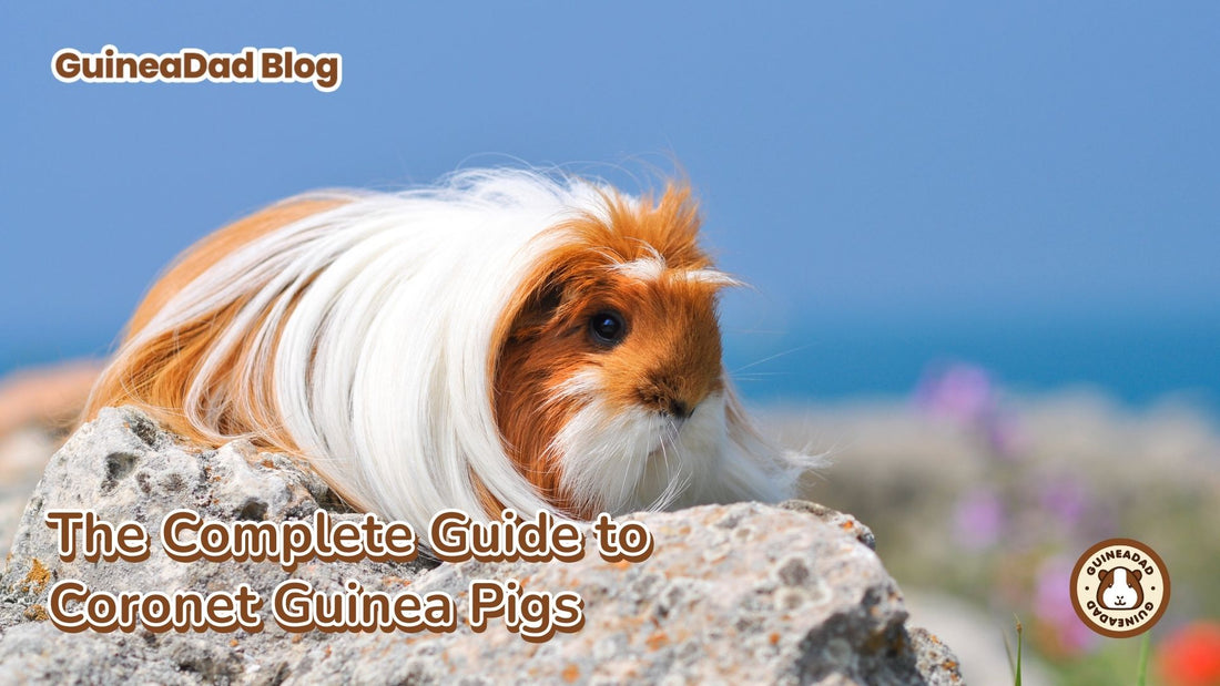 The complete guide to coronet guinea pigs