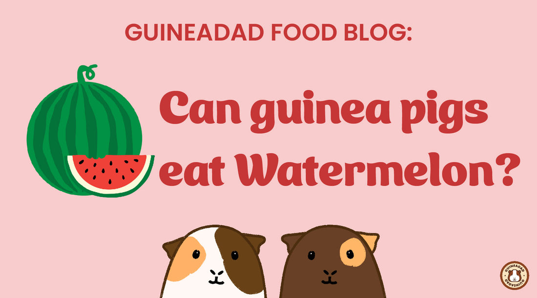 Can guinea pigs eat watermelon?