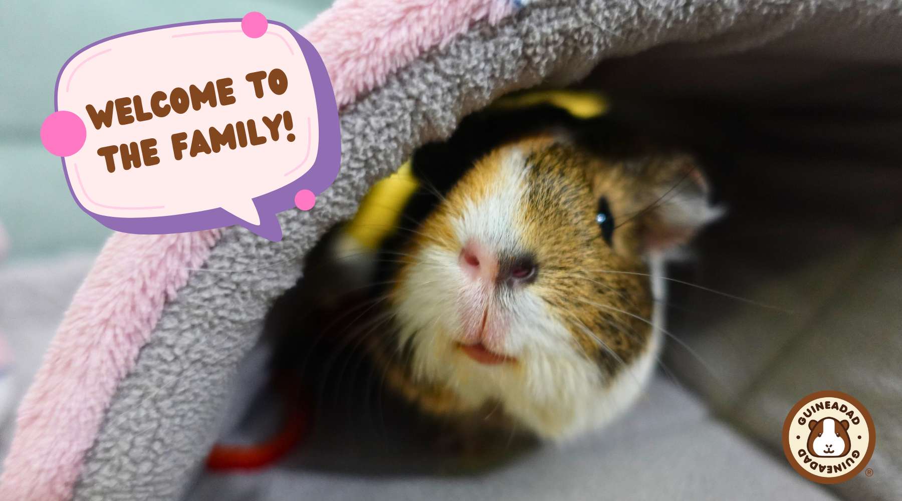 Your Ultimate Pet Care Resource! Your Ultimate Pet Care Resource!