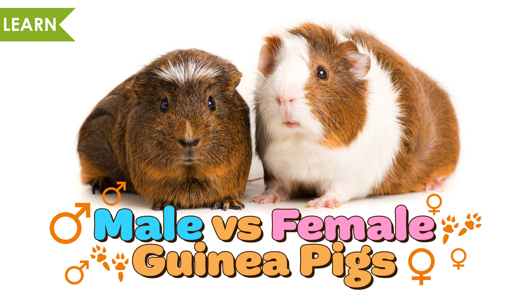 Male vs. Female Guinea Pigs Male vs. Female Guinea Pigs