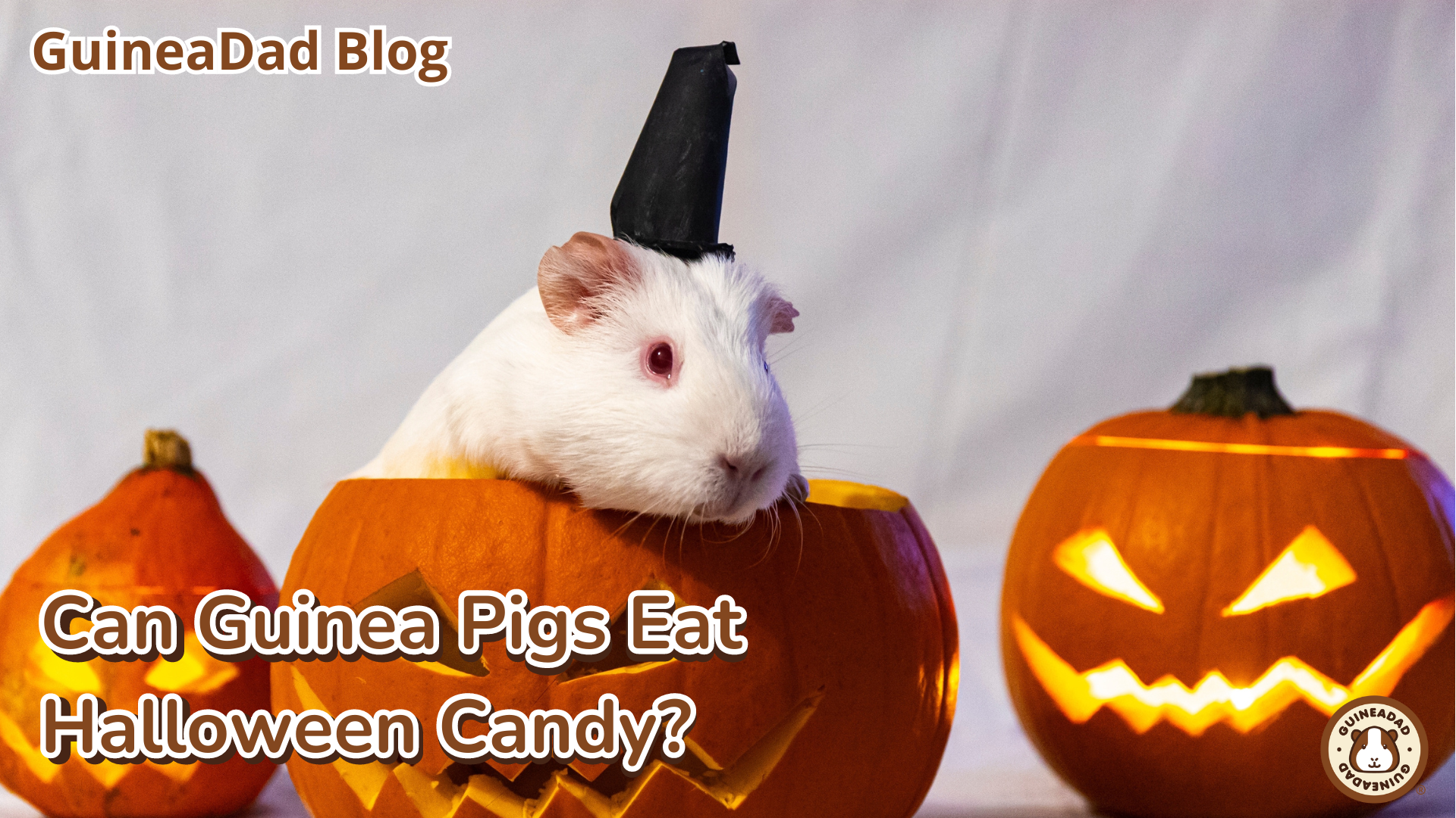 Can Guinea Pigs Eat Halloween Candy? – GuineaDad Can Guinea Pigs Eat Halloween Candy? – GuineaDad