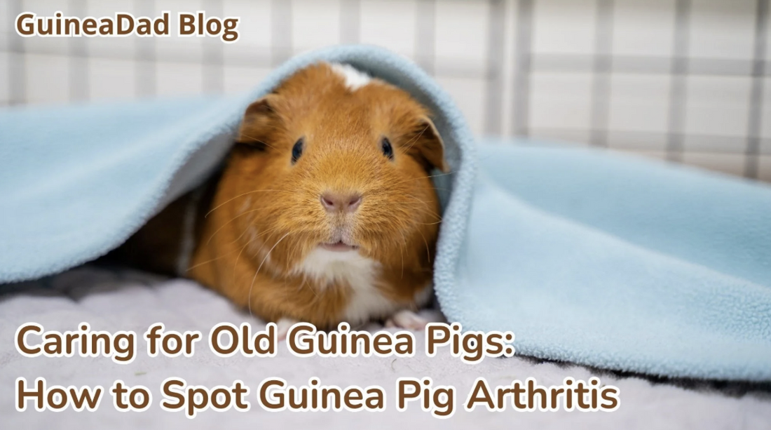 Caring for Old Guinea Pigs: How to Spot Guinea Pig Arthritis