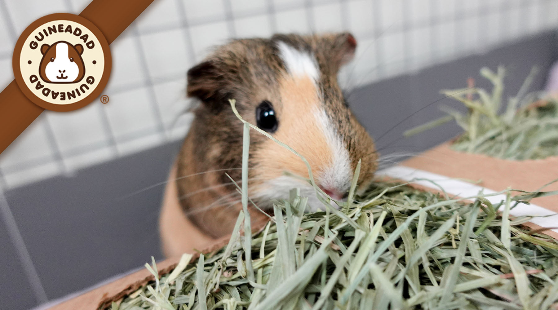 Guinea Pig Care: Ultimate Feeding & Diet Guide Guinea Pig Care: Ultimate Feeding & Diet Guide