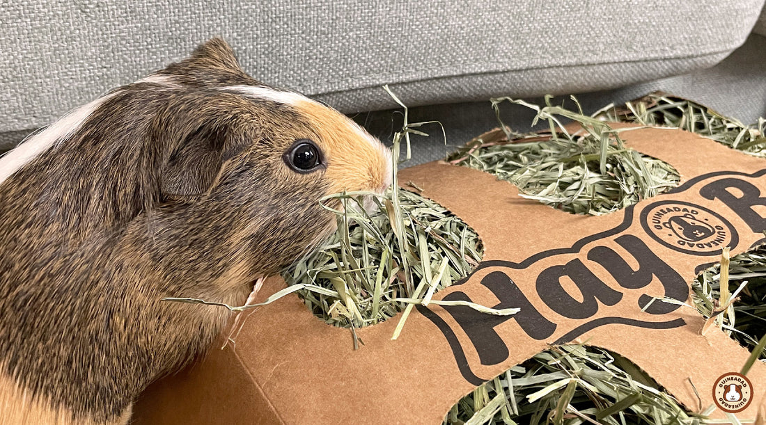 Fecal impaction in guinea pigs