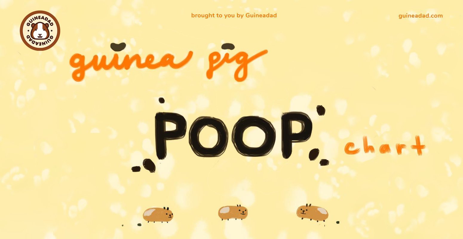 2025 Guinea Pig Poop Guide: Health Signs & Chart 2025 Guinea Pig Poop Guide: Health Signs & Chart