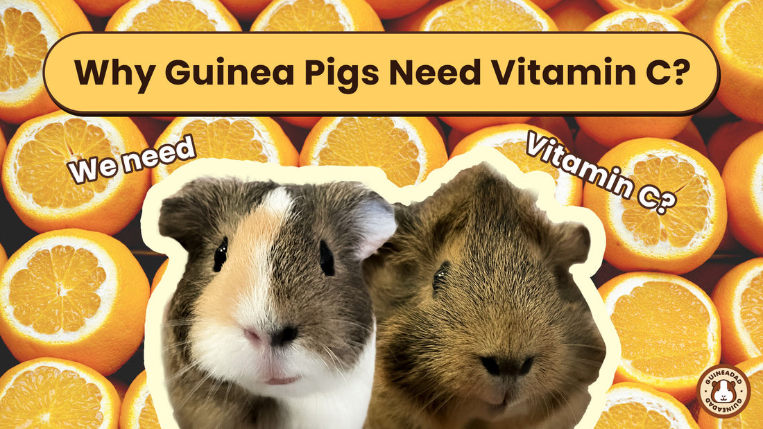 Why Guinea Pigs need Vitamin C