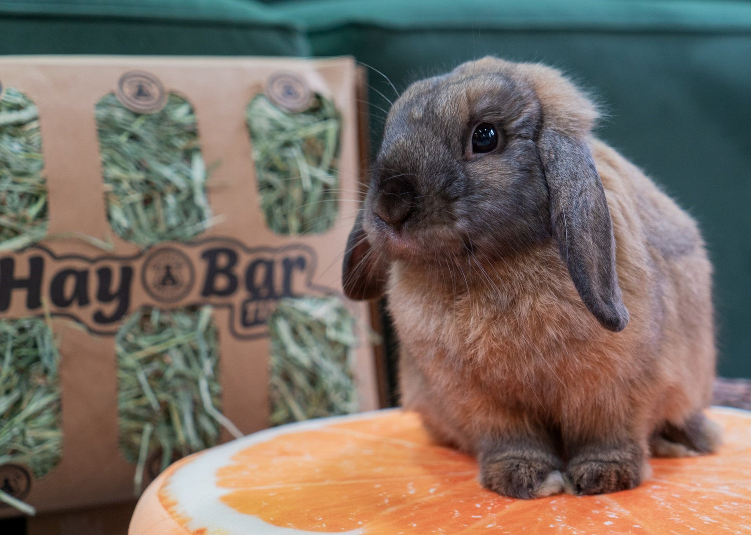 Toys & Grooming
