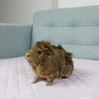 GuineaDad Premium Liner For Small Animal Cages (No Pocket)