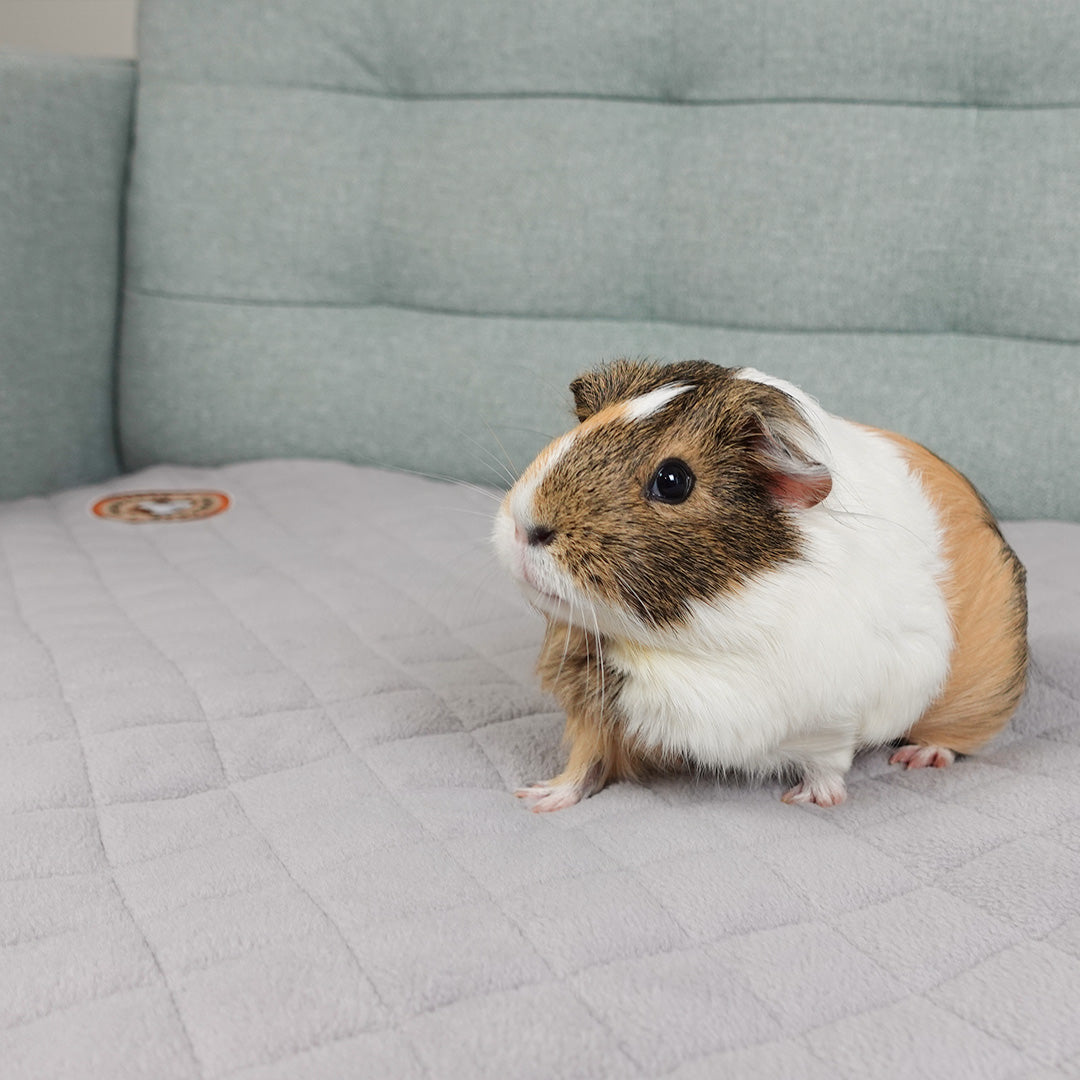 GuineaDad Original Liner (No Pocket)