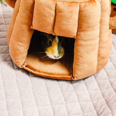 BunnyDad Tree Stump Hidey for Rabbits