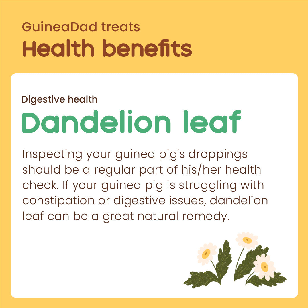 GuineaDad Dandelion Leaf Treat Cups (100% All Natural)