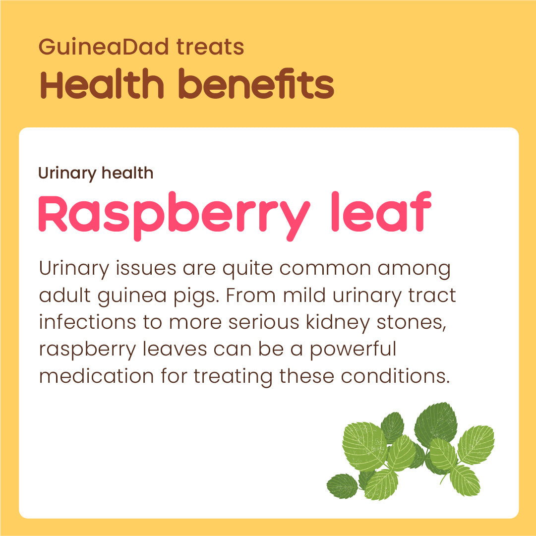 GuineaDad Raspberry Leaf Treat Cups (100% All Natural)