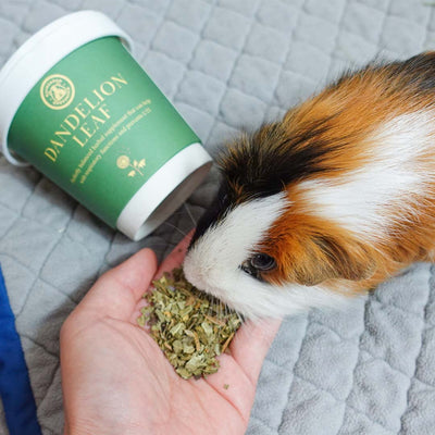 A guinea pig eating GuineaDad treat dandelion leaf