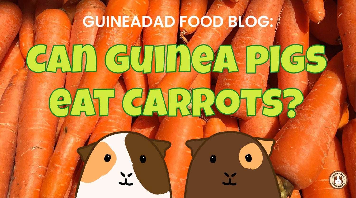 Picture of GuineaDad Food Blog: Can guinea pigs eat carrots?
