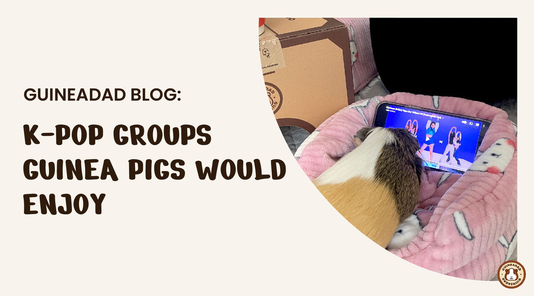 kpop groups that guinea pigs would enjoy