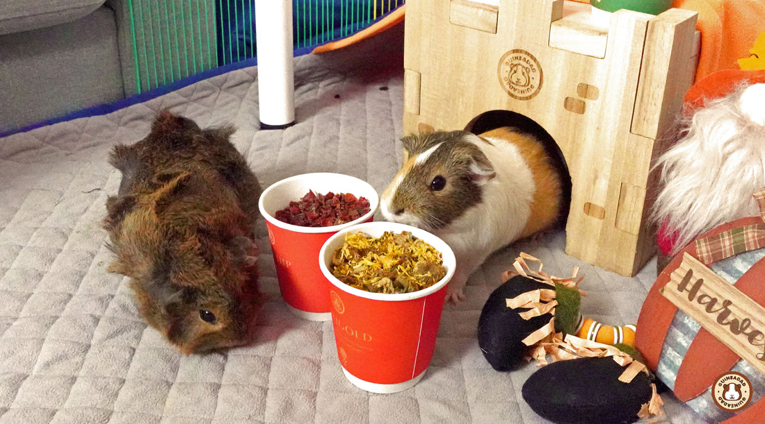 what kinds of supplements do guinea pigs need?