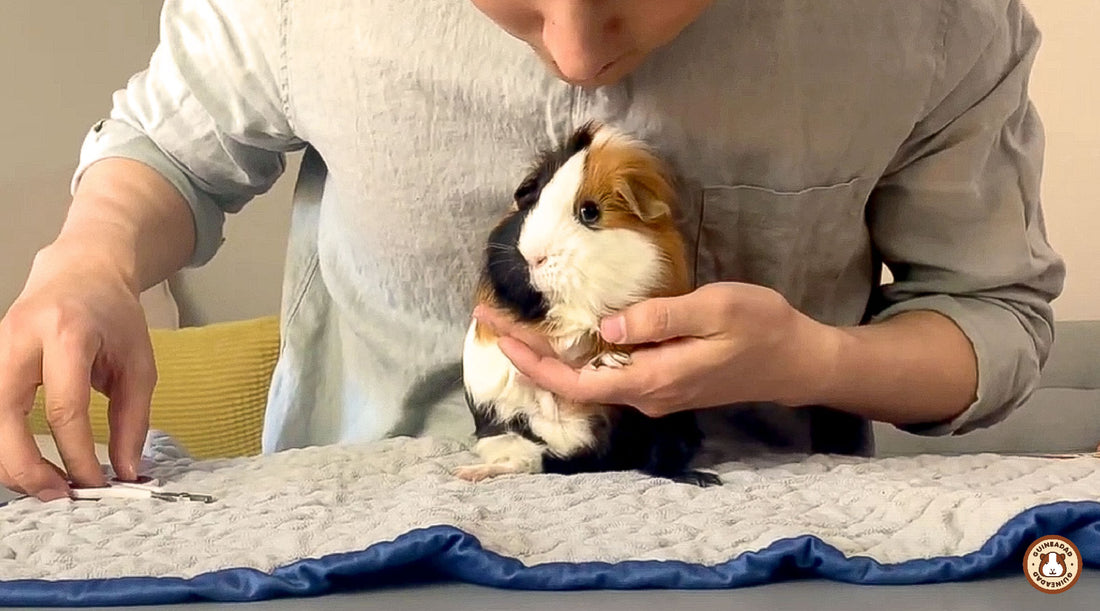 10 things guinea pigs hate
