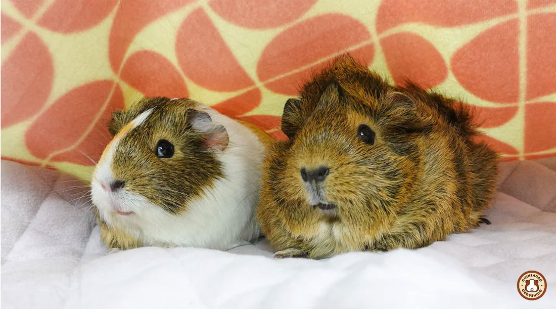 Yersinia infection in guinea pigs