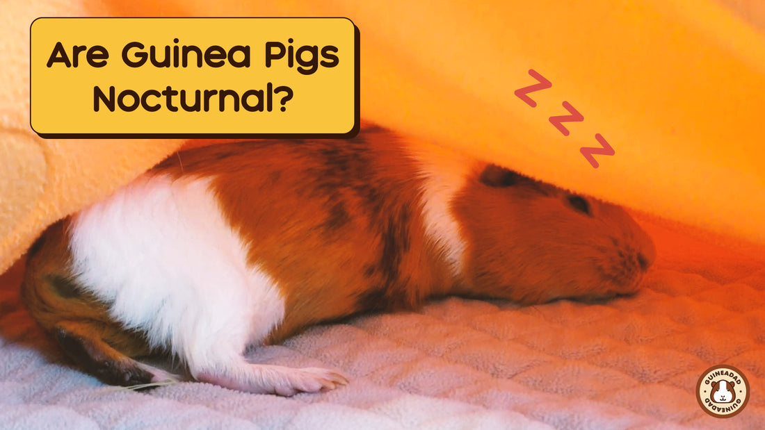 Frequently Asked Questions of are guinea pigs nocturnal