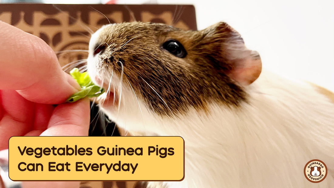 Vegetable Guinea pigs Can Eat everyday