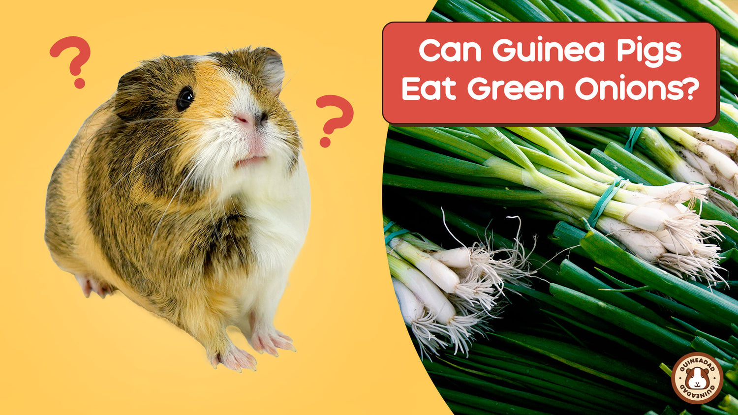 View of Can Guinea Pigs Eat Green Onions? – GuineaDad