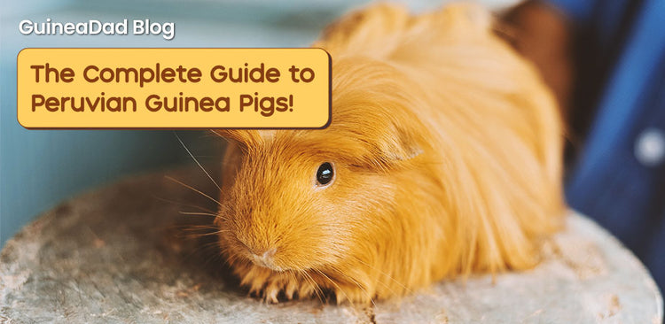 The Complete Guide to Peruvian Guinea Pigs! – GuineaDad