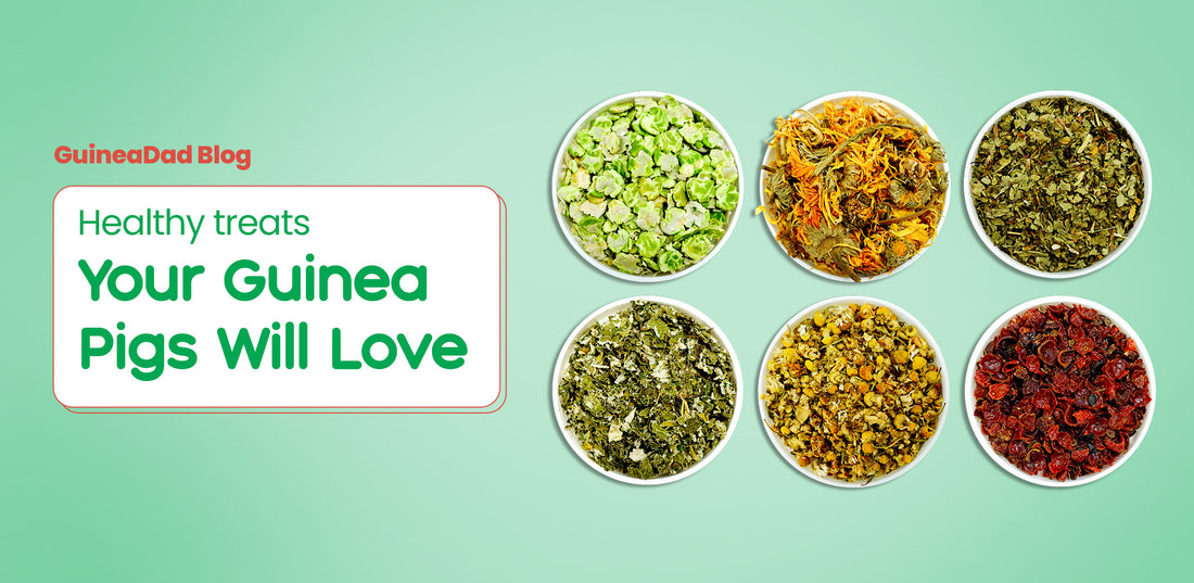 Healthy Treats Your Guinea Pigs Will Love