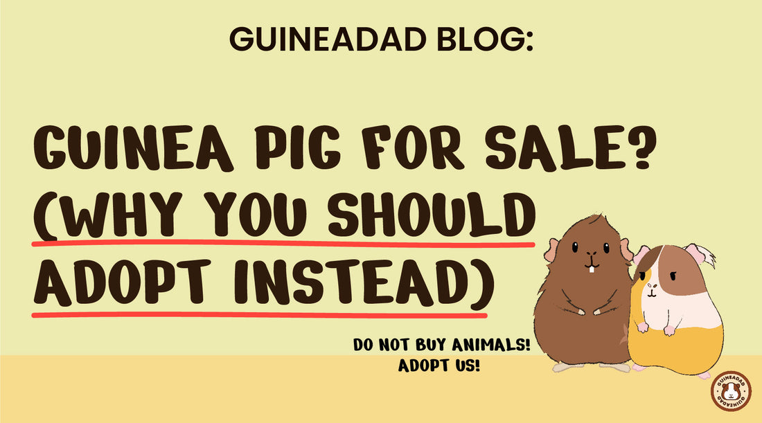 guinea pig for sale
