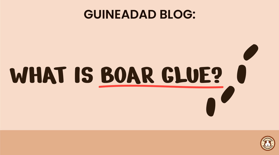 What is boar glue?
