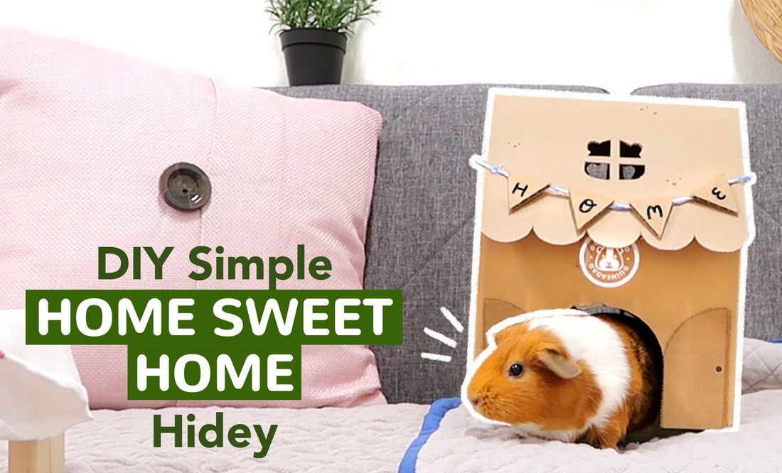 Template for a DIY guinea pig house