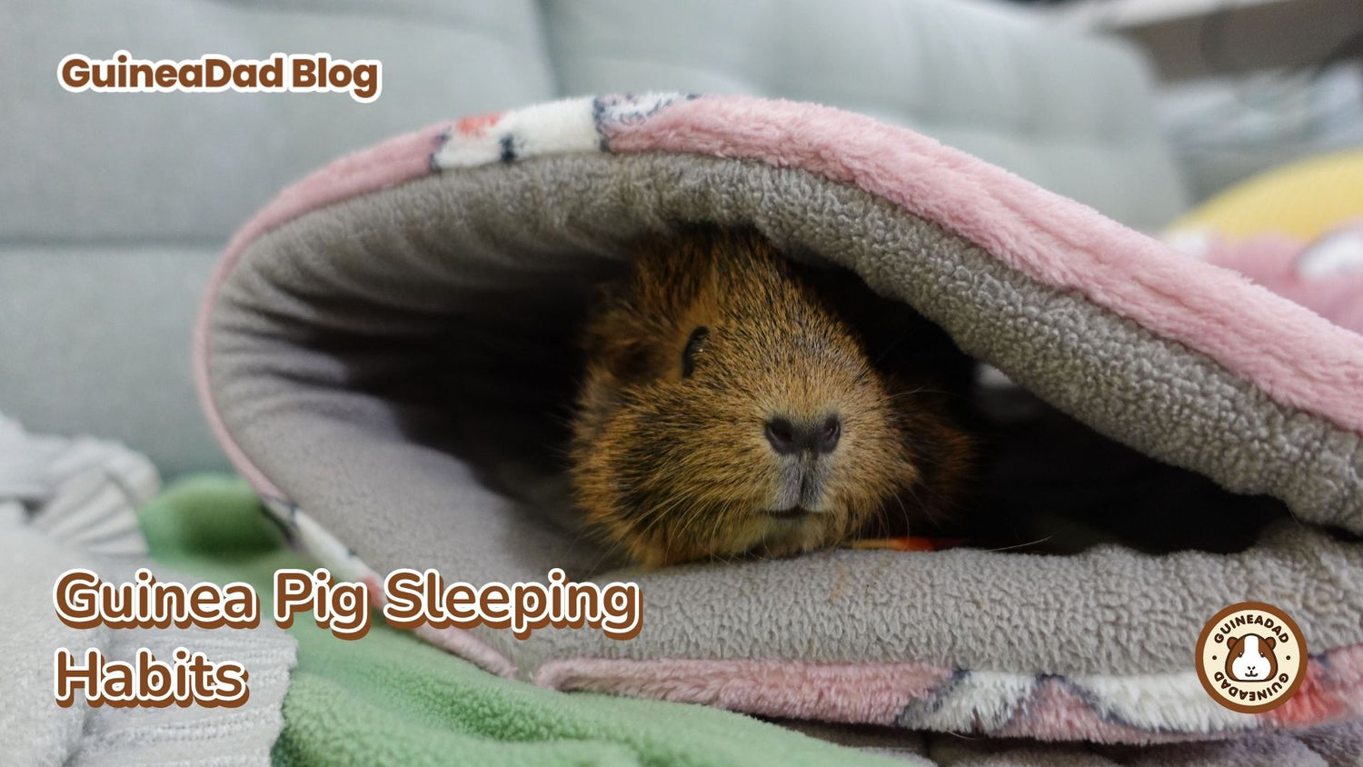 Thumbnail for Guinea Pig Sleeping Habits